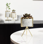 Load image into Gallery viewer, Modern Marble Print Planter With Succulent Planter iBazaar 